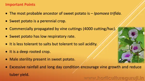 Sweet Potato Cultivation PPT - Image 2